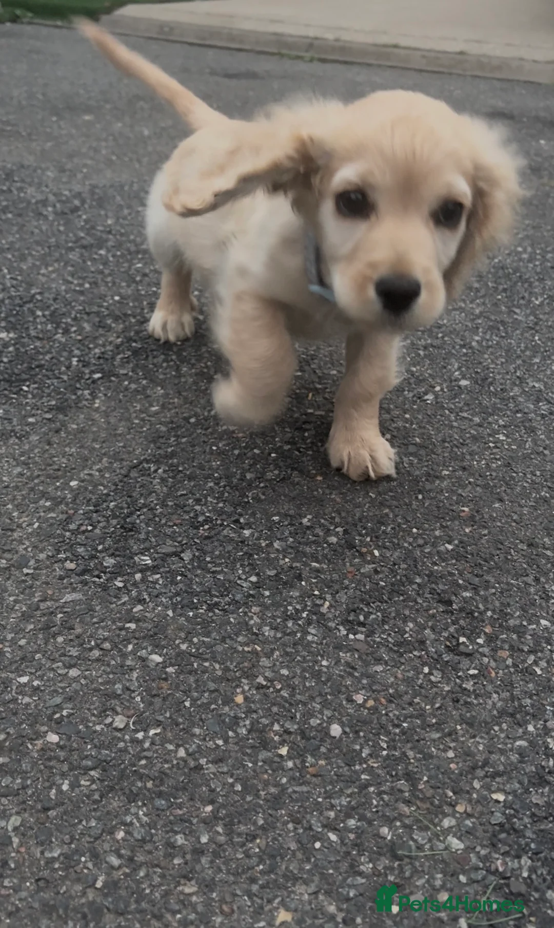 Cocker Spaniel dogs for sale: cocker spaniel puppies ready to leave  in Aylesford - Advert 15