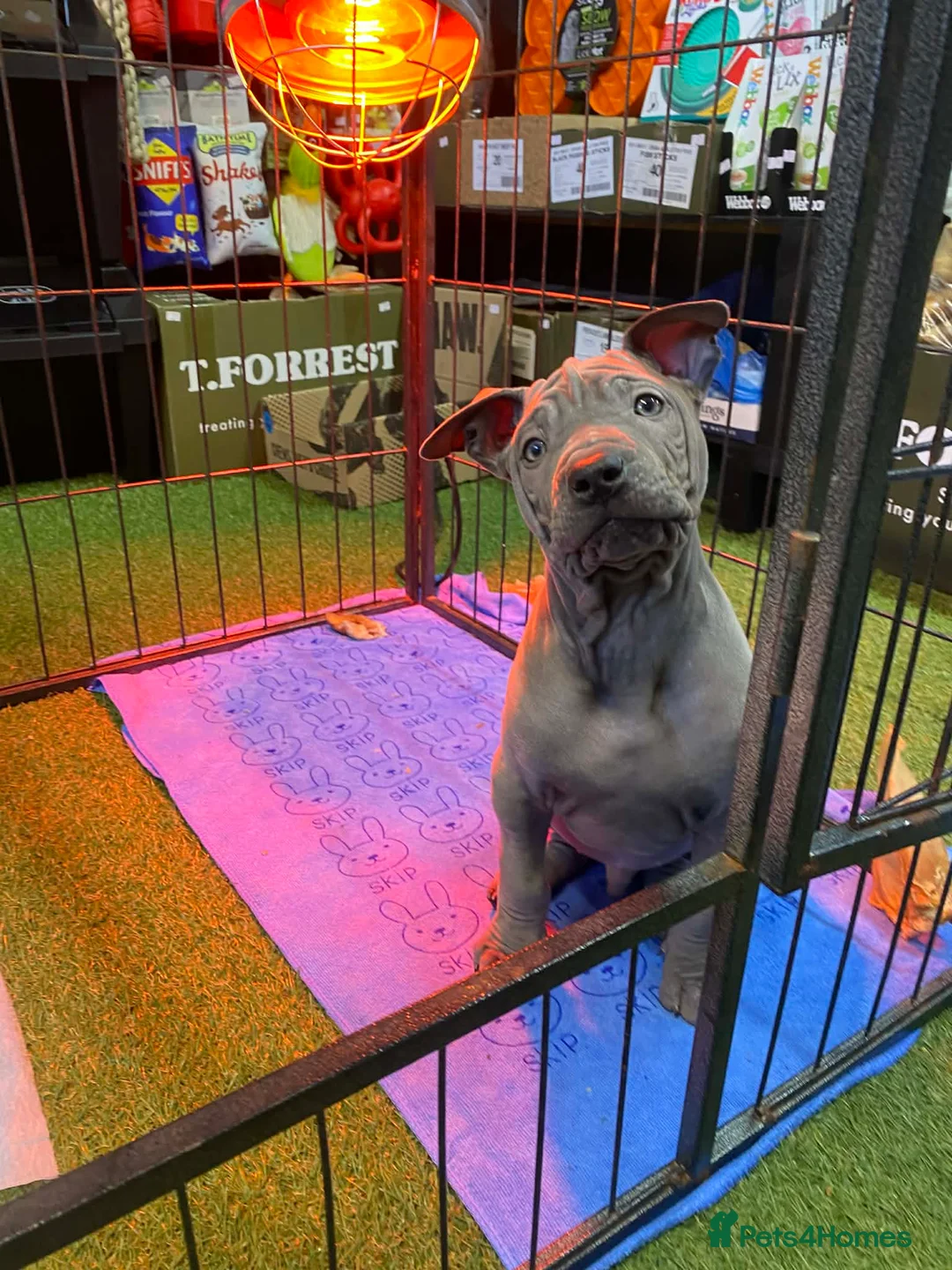 Thai Ridgeback dogs for sale: (Only one available)Thai Ridgeback puppy’s 🏆 - Advert 2