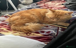 British Longhair cats for sale: Garfield  - Image 3