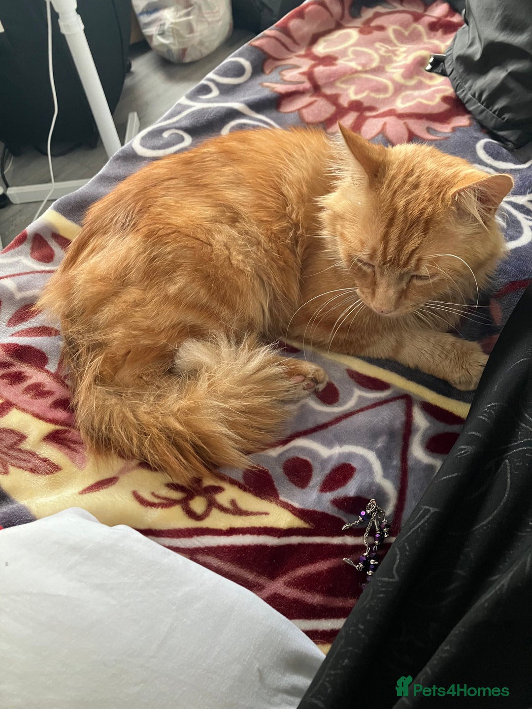 British Longhair cats for sale: Garfield  - Image 3