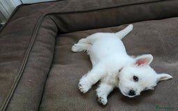West Highland Terrier dogs for sale: Top import champion bred westies - Image 10
