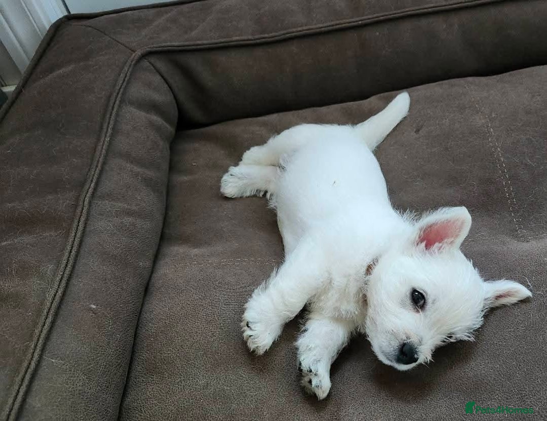 West Highland Terrier dogs for sale: Top import champion bred westies - Image 10