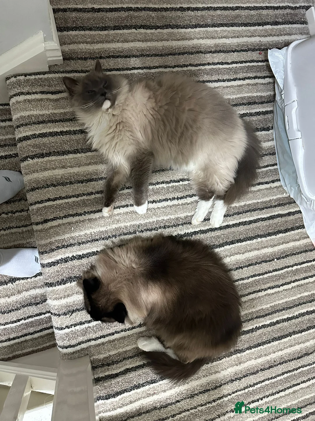 Ragdoll cats for sale: Ragdoll Brothers, 3yo, Neutered Pair, Microchipped - Advert 3