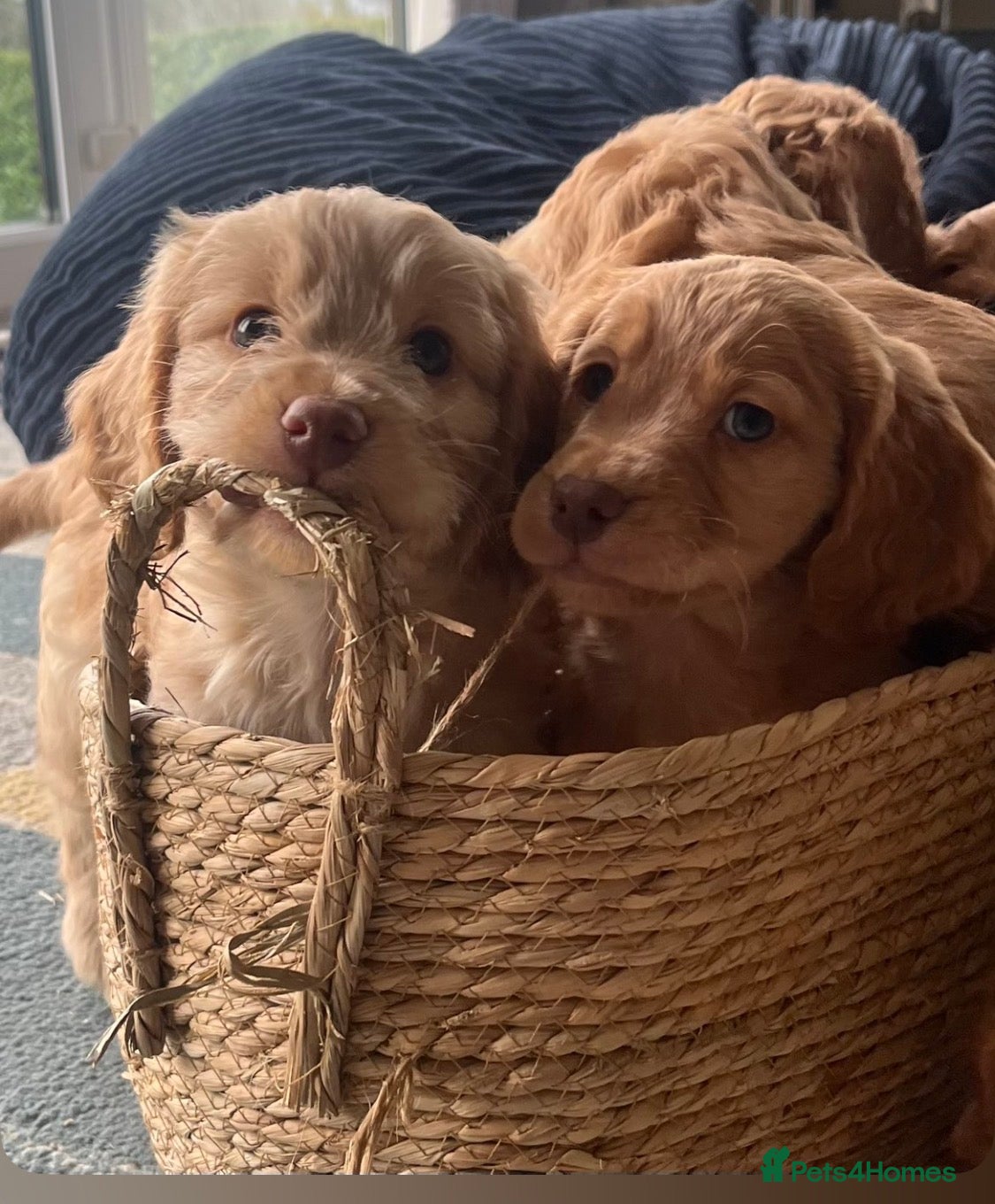 Cockapoo dogs 6 Cockapoo pups  - Advert 1