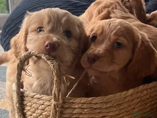 Cockapoo dogs 6 Cockapoo pups - Advert 1