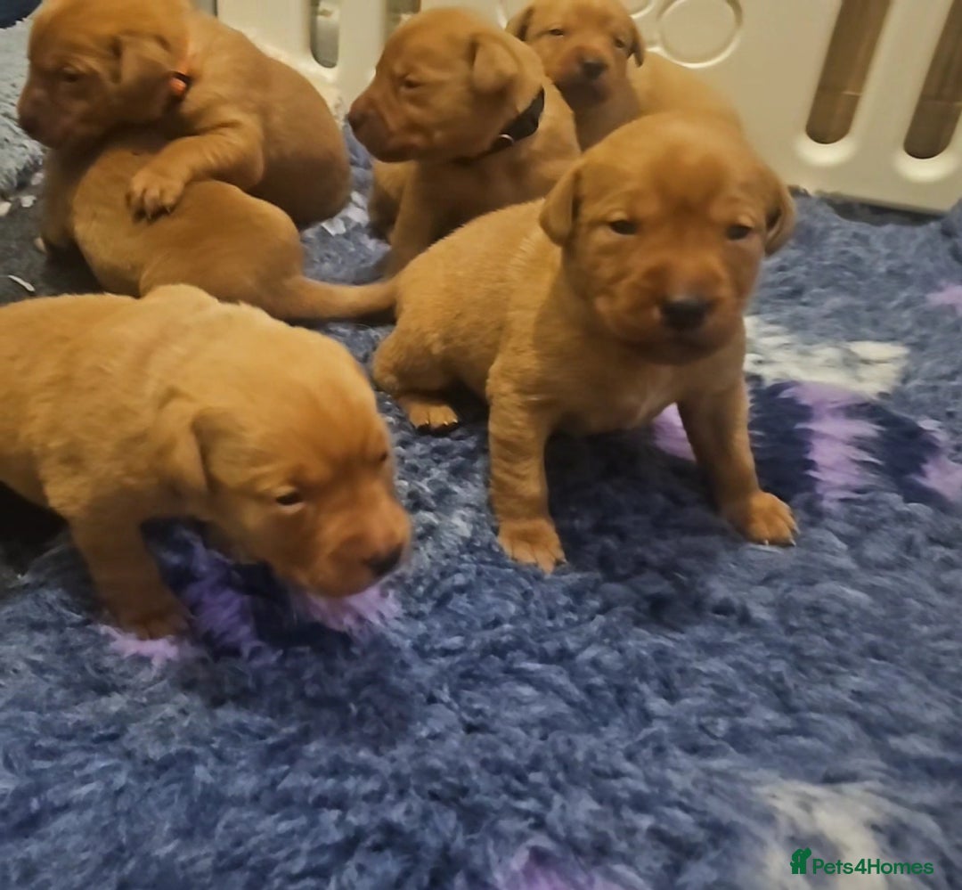 Labrador Retriever dogs for sale: KC Fox Red Labrador Puppys - Advert 19