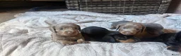 Miniature Dachshund dogs for sale: Beautiful Miniature Dachshund Puppies 🐾❤️ - Advert 13