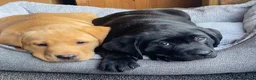 Labrador Retriever dogs for sale: KC Registered Labradors - Advert 4
