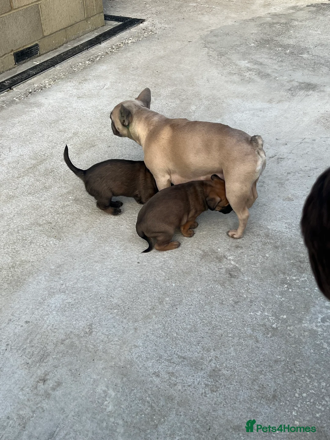 Mixed Breed dogs for sale:  Beautiful Mixed Breed Puppies   🐾 - Advert 2