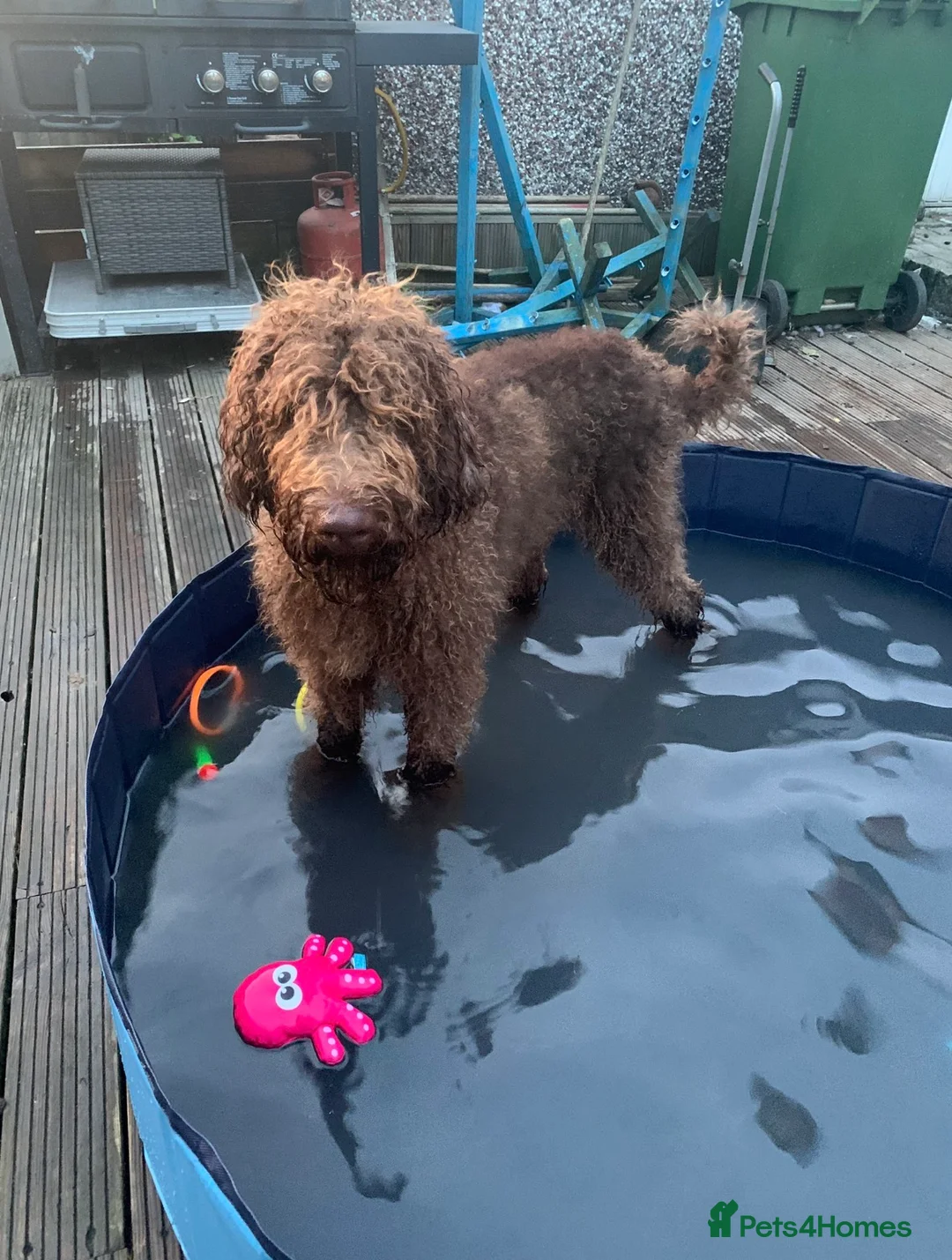 Labradoodle dogs for stud: Labradoodle for Stud in Chesterfield - Advert 2