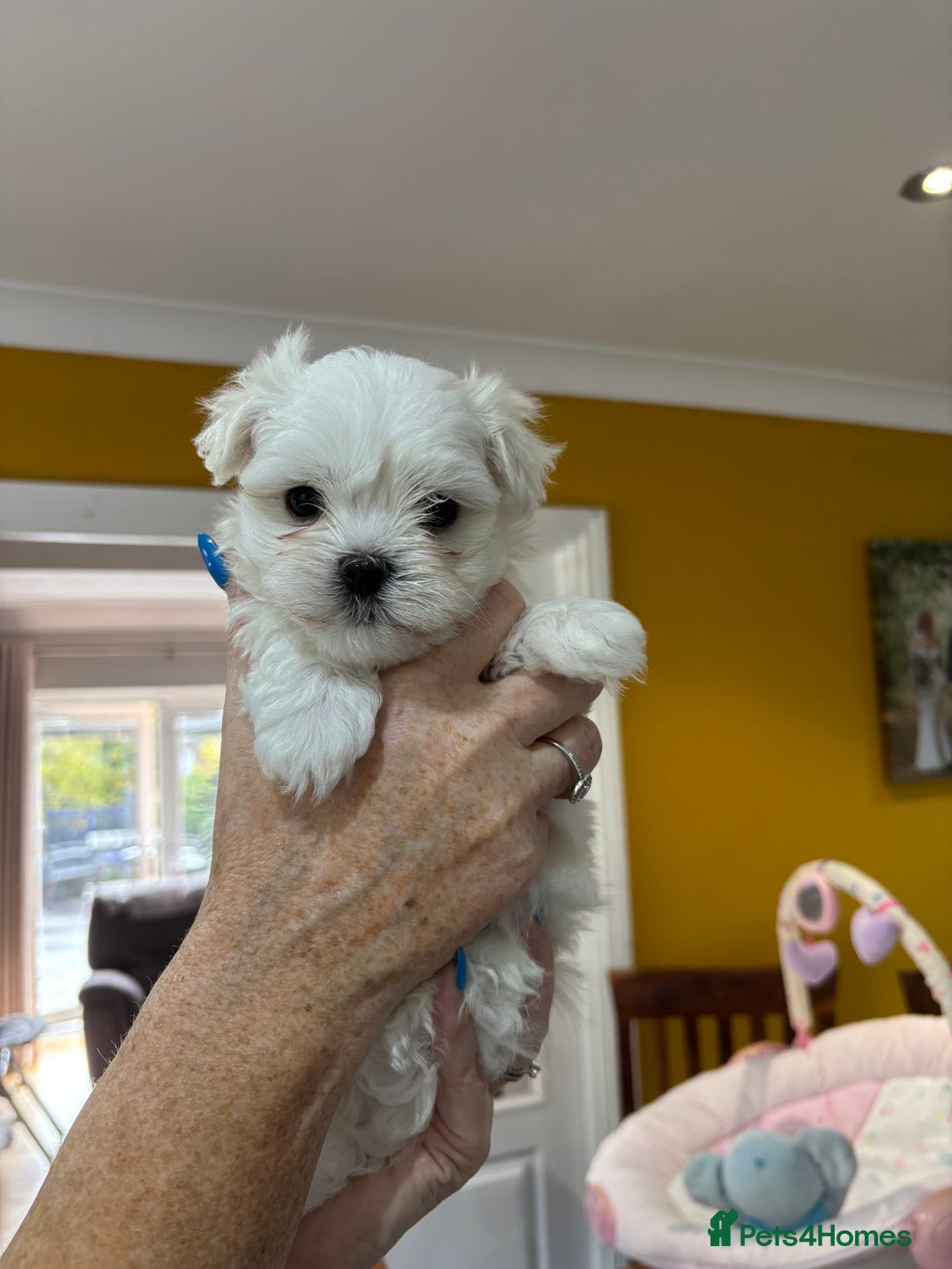 Maltese dogs for sale: ✨Adorable Maltese Puppies – Ready now!   ✨ - Advert 17