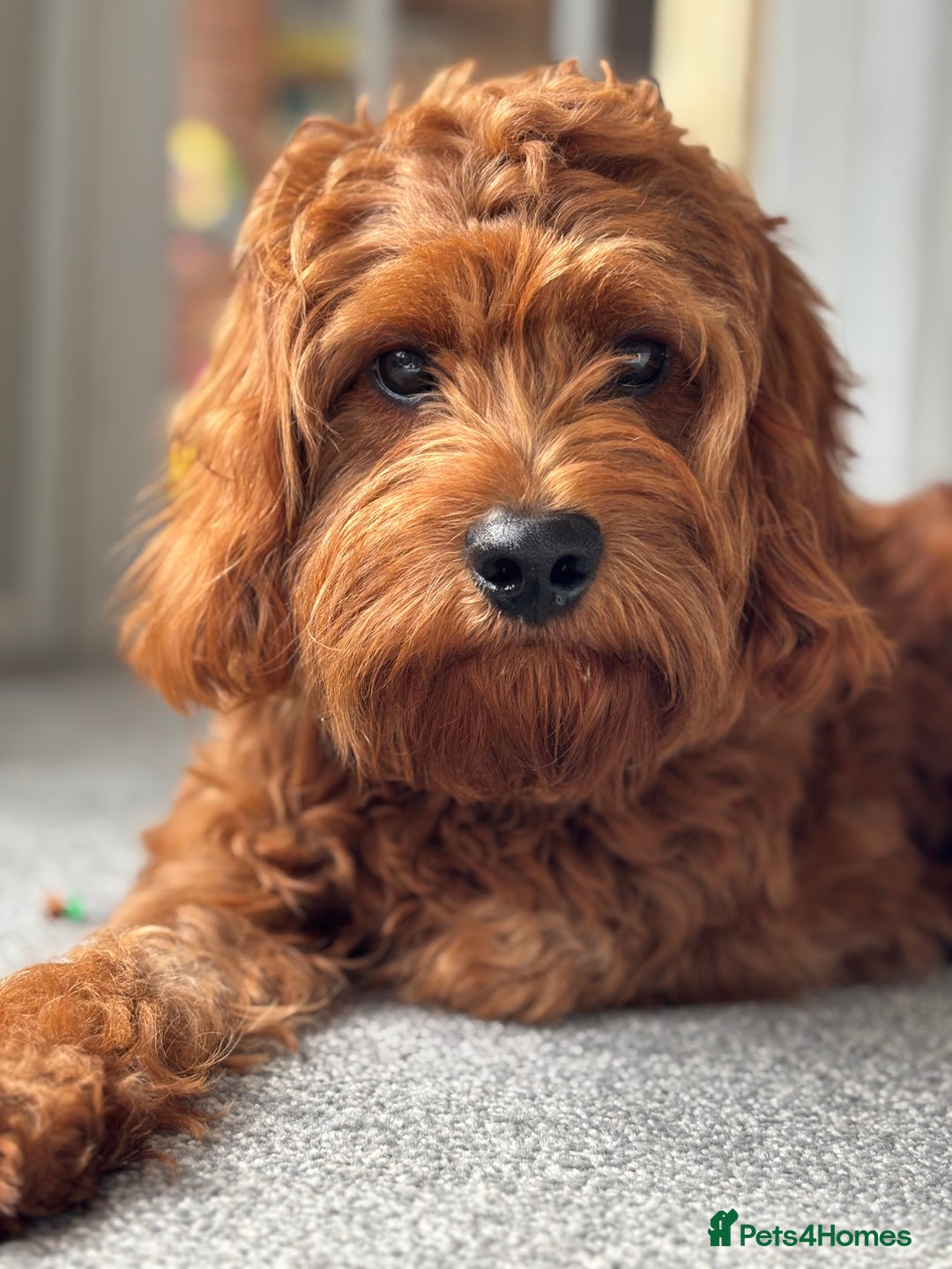 Cavapoo dogs for stud: F1 Cavapoo stud dog - Advert 7