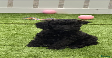 Cockapoo dogs - Advert 7