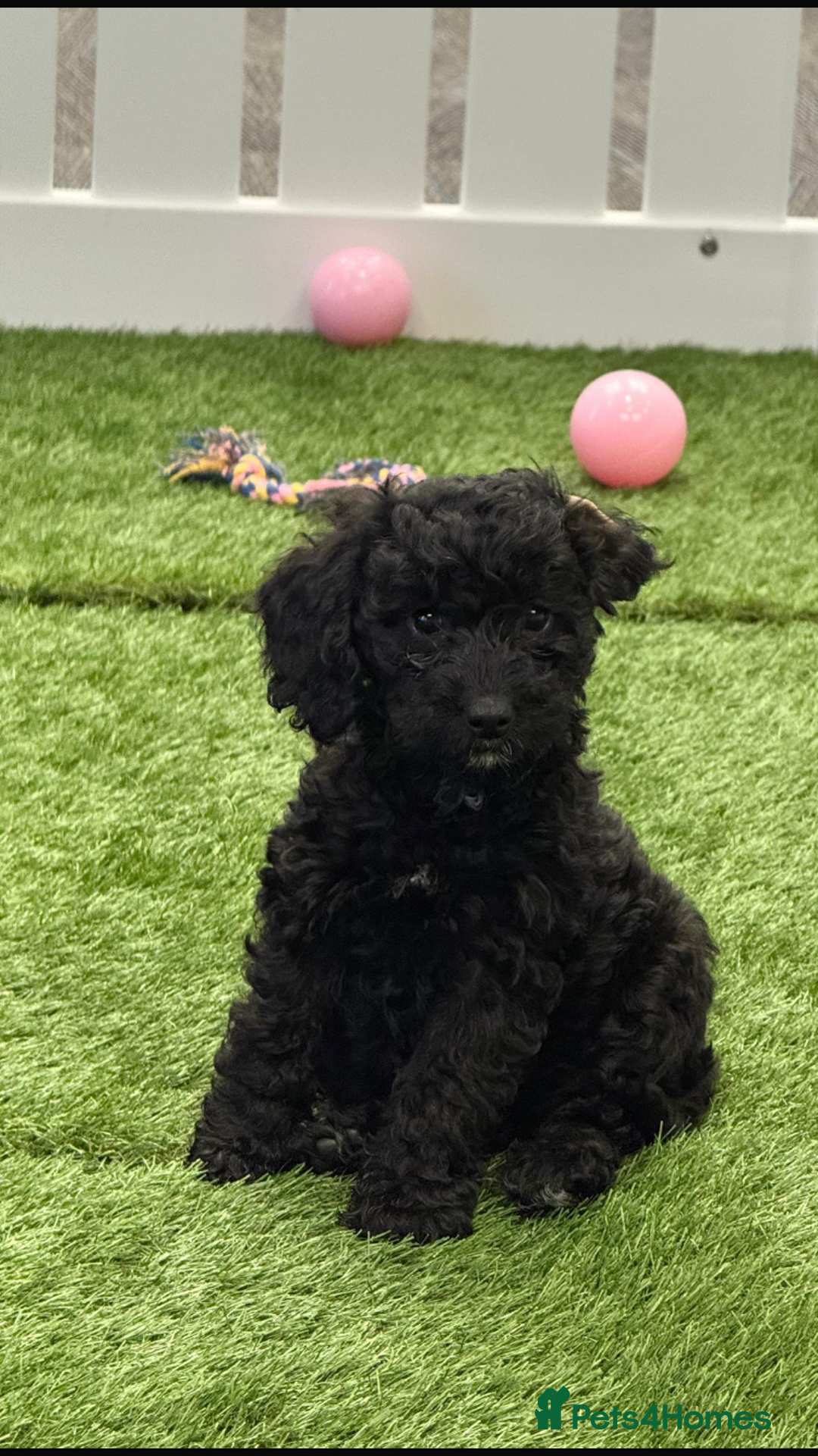 Cockapoo dogs for sale: Beautiful Health clear Cockapoos - Image 5