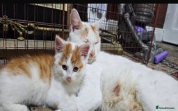 Domestic Shorthair cats for sale: Mom and kitten for sale - Image 2