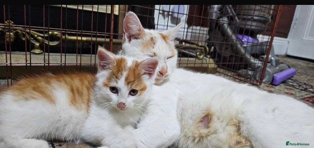 Domestic Shorthair cats for sale: Mom and kitten for sale - Image 2