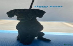 Toy Poodle dogs for sale: Toy Poodle  - Image 6