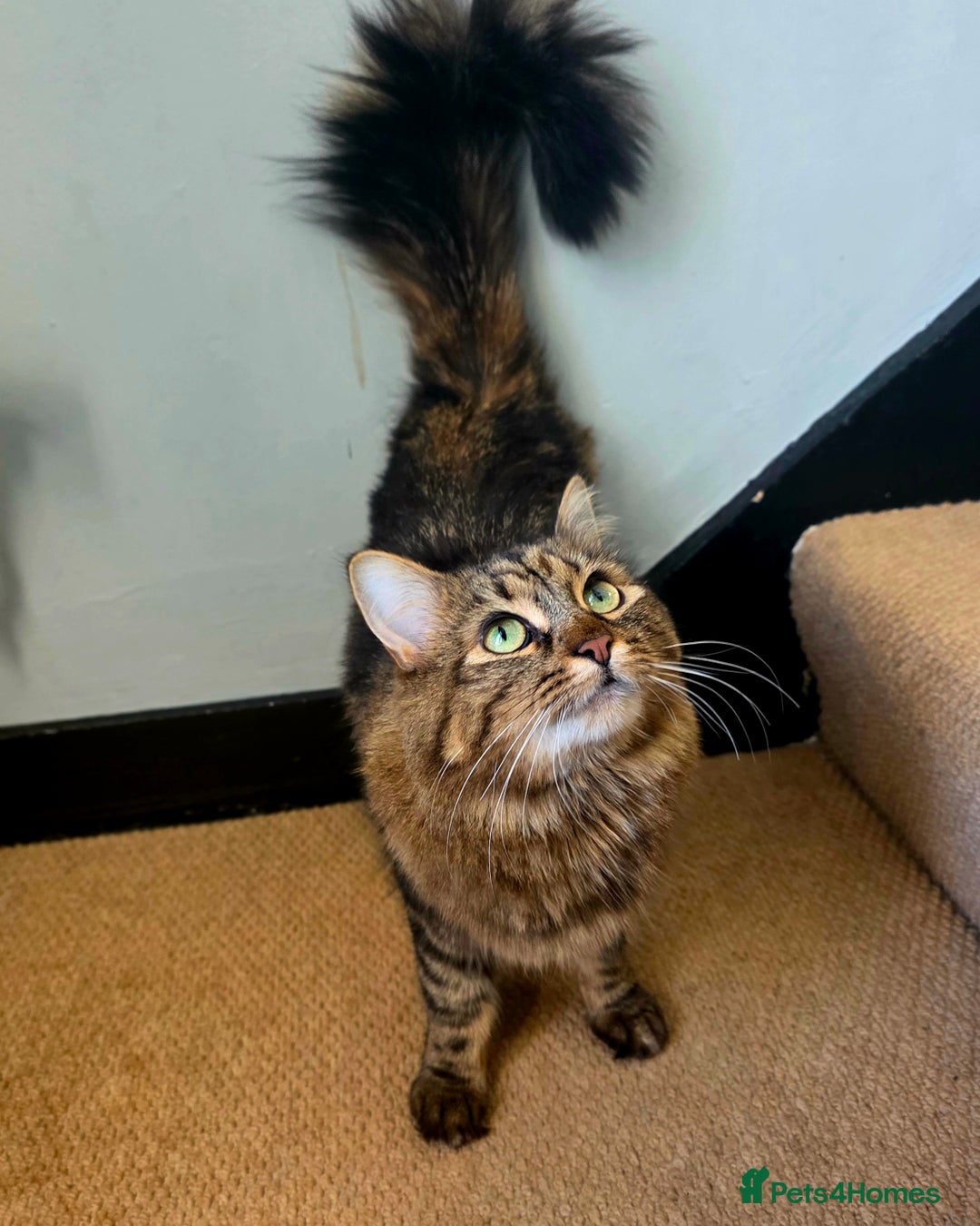 Mixed Breed cats for sale: Female Domestic Long Hair  - Advert 1