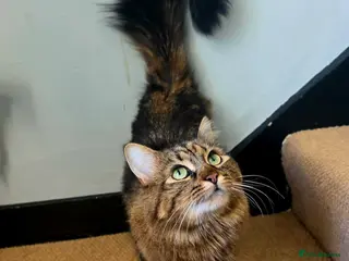 Mixed Breed cats Female Domestic Long Hair - Advert 12