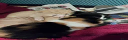 Mixed Breed cats for sale: Four beautiful kittens  in London - Advert 3