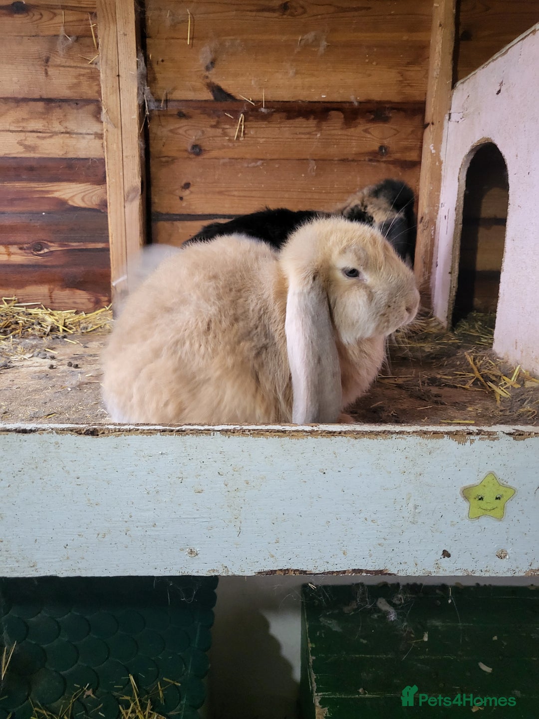 French Lop rabbits for sale: Giant French lops  - Image 5