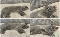 British Shorthair cats for sale: READY NOW 😻Pedigree BSH with perks in Swindon - Image 30