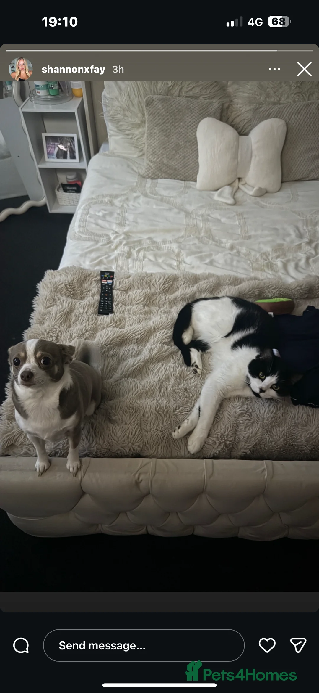 Domestic Shorthair cats for sale: Male Black and White Cat - Advert 2