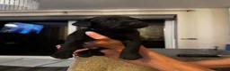 Labrador Retriever dogs for sale: KC registered Labrador puppies in Pontypool - Advert 3