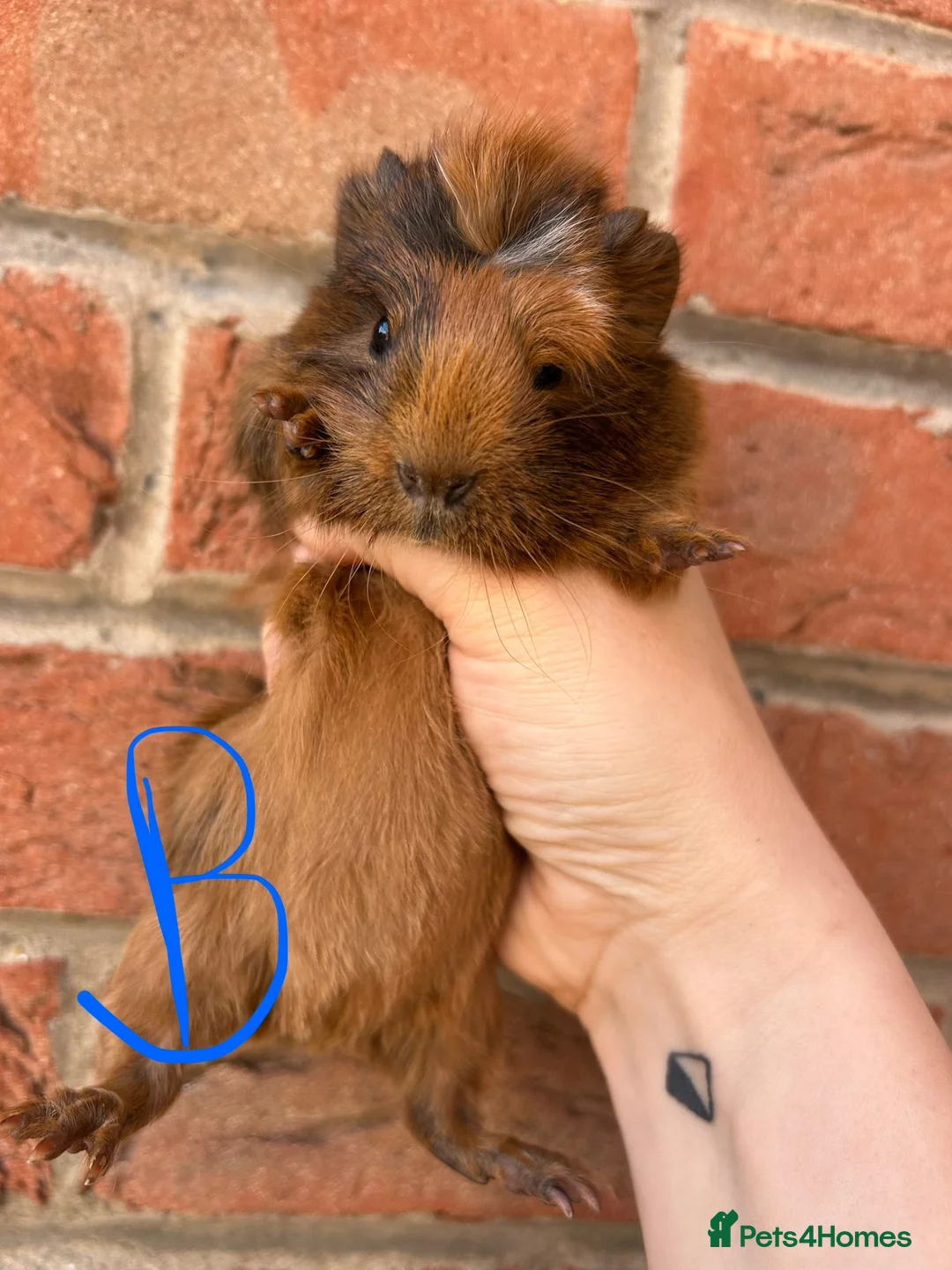 Guinea Pig rodents for sale: Baby guinea pigs  - Advert 2