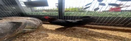 Chickens poultry for sale: Chickens - Laying Hens - POL Chicken  - Advert 5
