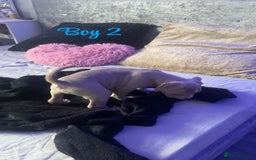 American Bully dogs for sale: Stunning pocket bully pups for sale - Image 17