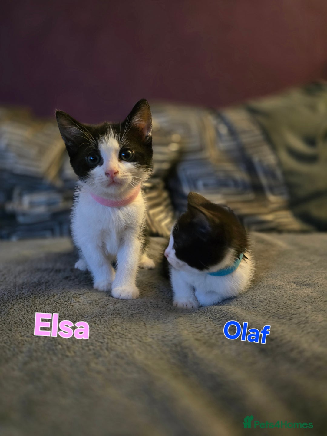 Mixed Breed cats for sale: Adorable black and white kittens - Image 11
