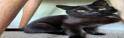 Domestic Shorthair cats for sale: Two bonded black cats  - Advert 3