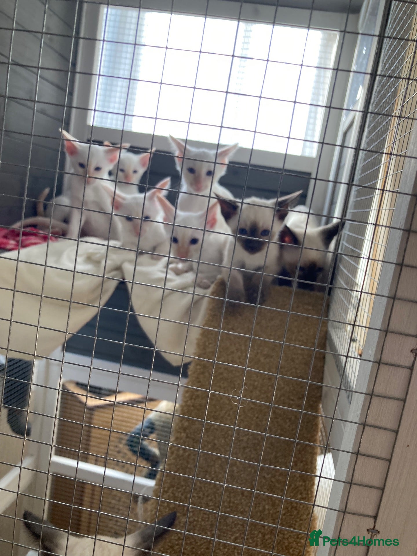 Siamese cats for sale: 🐾 Gorgeous Siamese Kittens 🐾 - Advert 1
