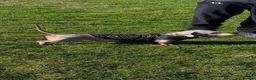 Dachshund dogs for stud: Milo Jefferson  in Guisborough - Advert 2