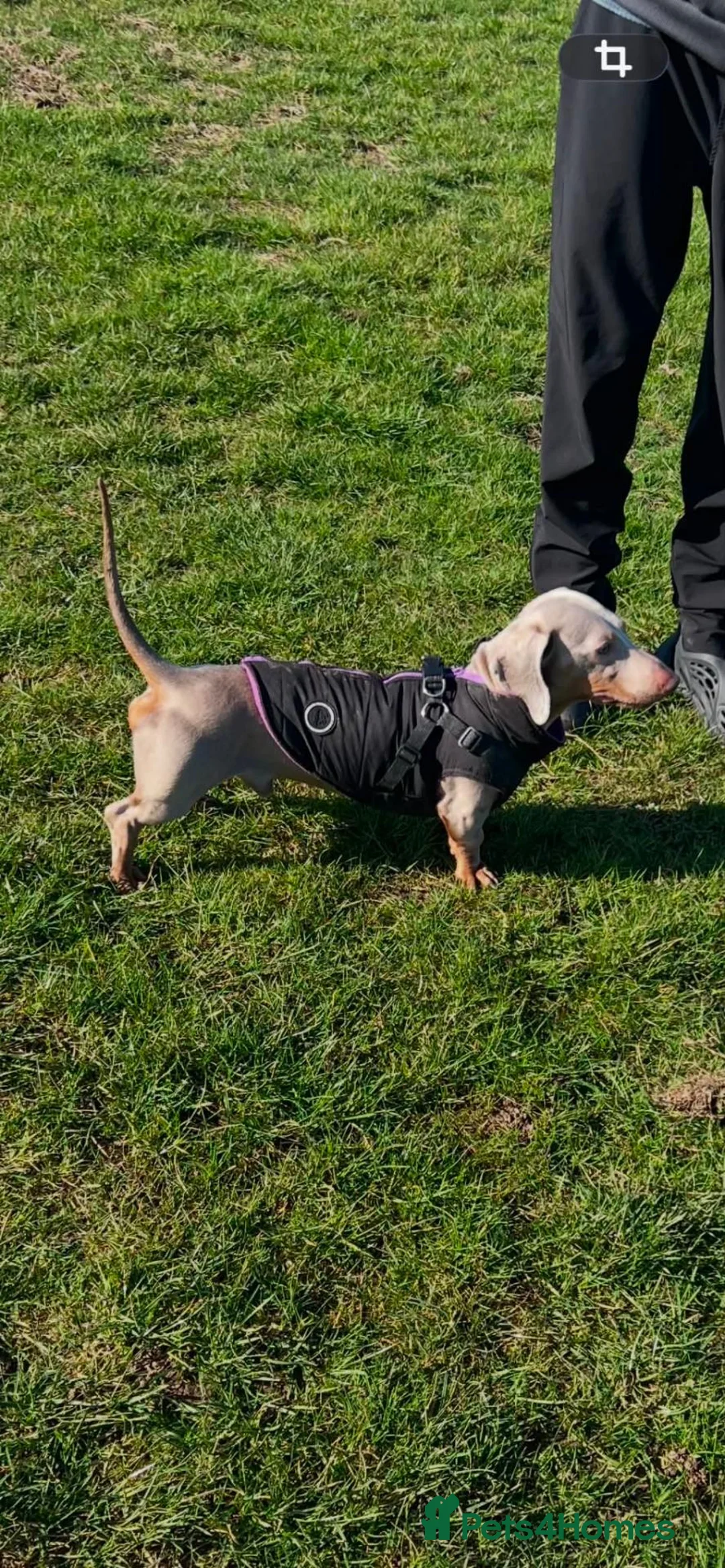 Dachshund dogs for stud: Milo Jefferson  in Guisborough - Advert 2