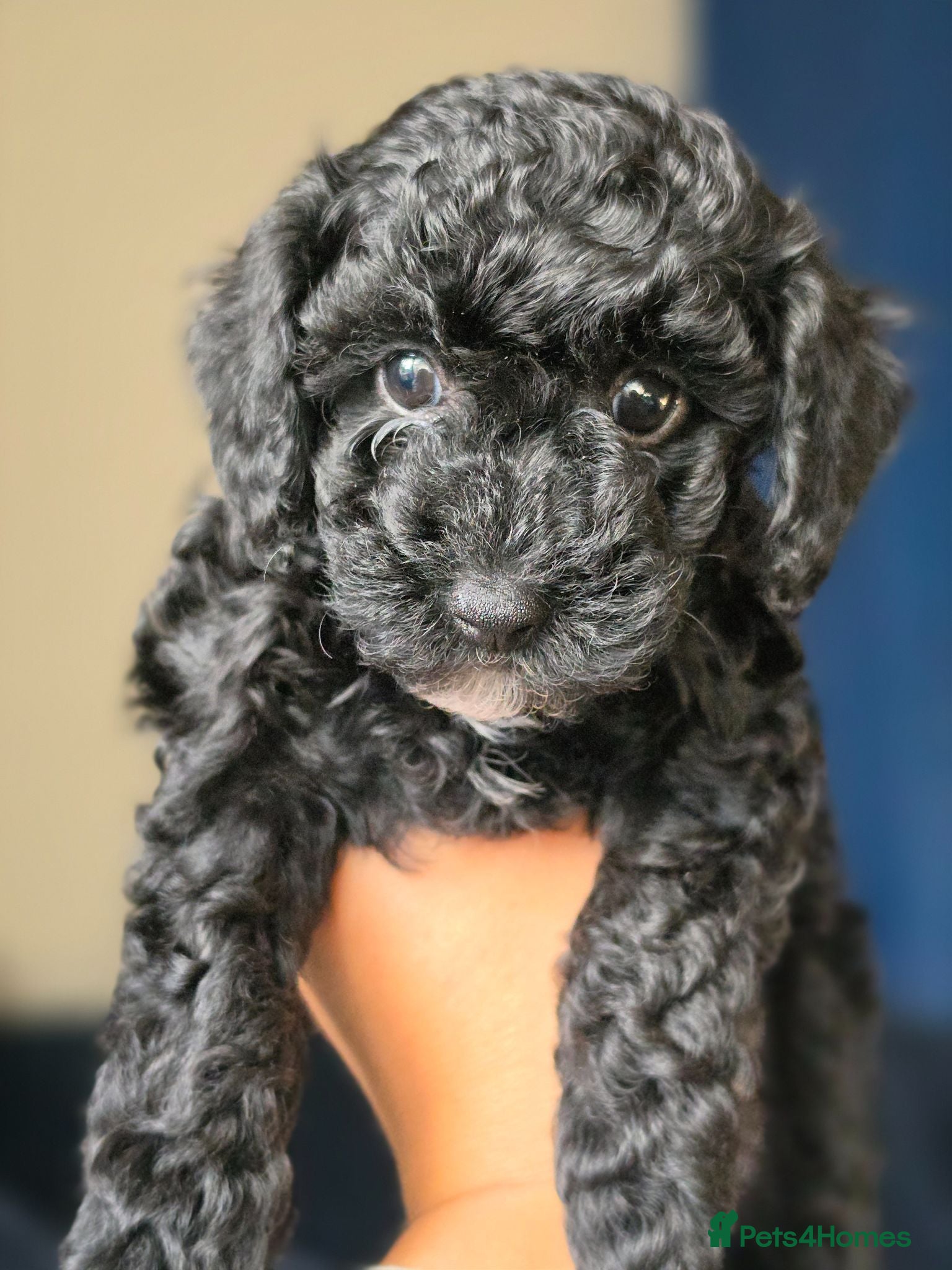 Miniature Poodle dogs Miniature poodle first litter  - Advert 2