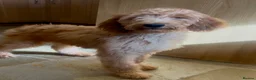 Goldendoodle dogs for sale: Irishdoodle Girls Need Their New homes  - Advert 7