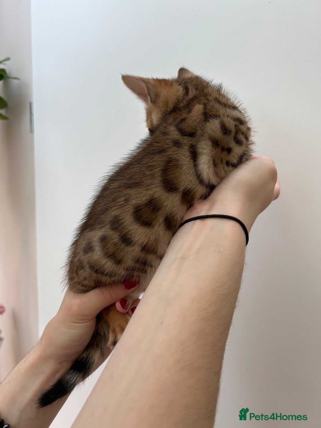Bengal cats for sale: GORGEOUS PURE BENGAL KITTENS READY TO GO ❤️ - Image 9