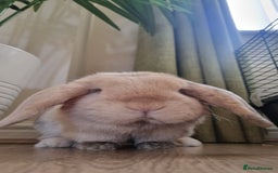 Mini Lop rabbits for sale: Male mini lop needs a new home 🏡  - Image 6