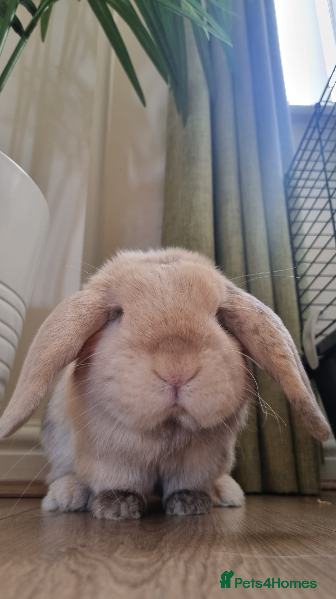 Mini Lop rabbits for sale: Male mini lop needs a new home 🏡  - Image 6