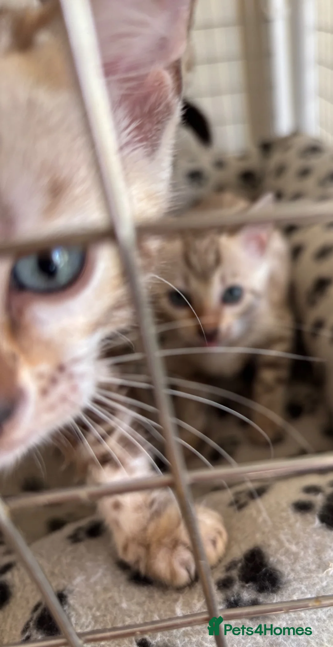 Bengal cats for sale: Mink Marbled male Bengal  - Advert 4
