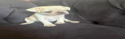Pug dogs for sale: Pug Puppies - Advert 20