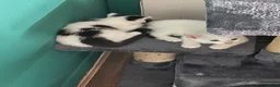 Domestic Shorthair cats for sale: Beautiful brother kittens - Advert 3