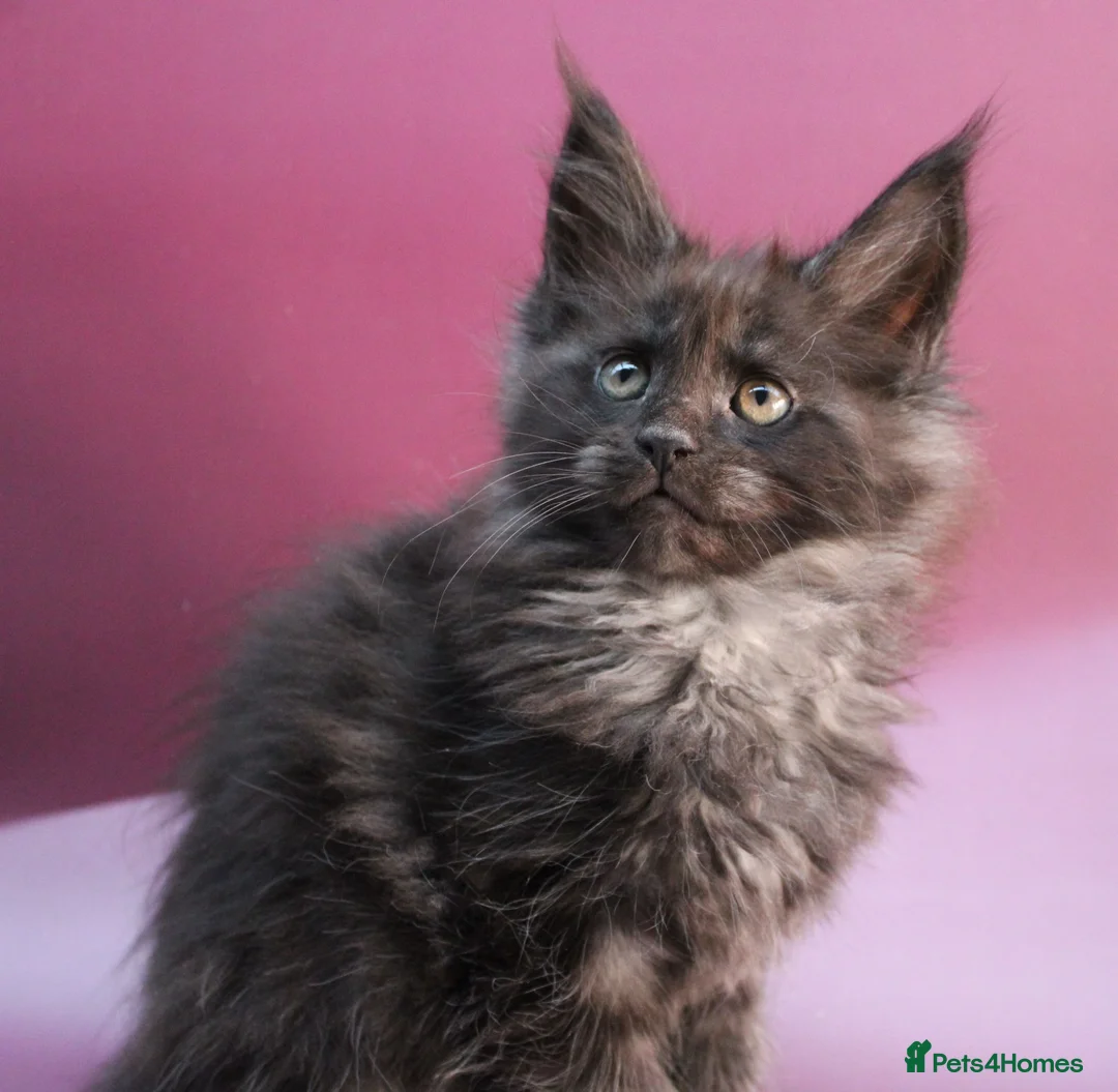 Maine Coon cats for sale: 🔥Black & Smoke Maine Coon Kittens🔥 - Advert 26