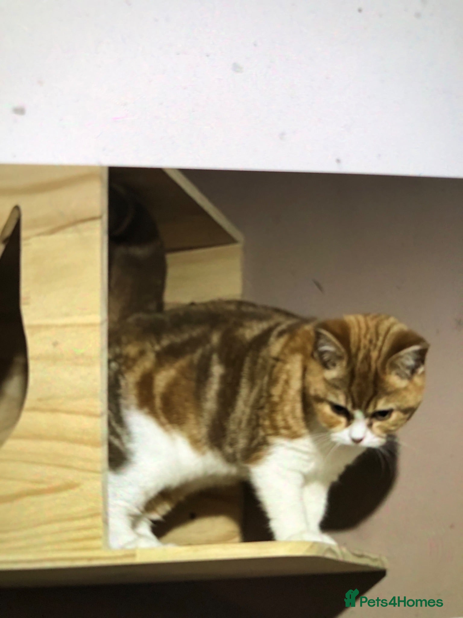 Scottish Fold cats Stunning Scottish fold cat  - Advert 2
