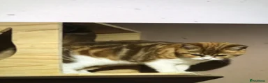 Scottish Fold 5