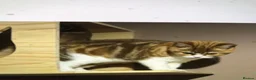 Scottish Fold cats for sale: Stunning Scottish fold cat  - Advert 3