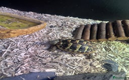 Tortoise reptiles for sale: Tortoise in London full set up and certificate  - Image 1