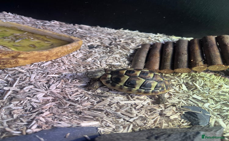 Tortoise reptiles - Advert 2